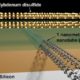 Crean el transistor más pequeño de la historia