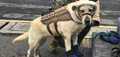 Frida, la perrita que ha conquistado las redes tras el sismo