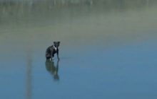 Respect! Estos bomberos rescataron a una perrita varada en un lago congelado