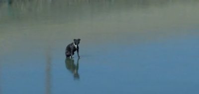 Respect! Estos bomberos rescataron a una perrita varada en un lago congelado