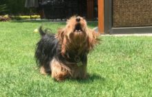 Mexicanos desarrollan programa que interpreta ladridos de perros