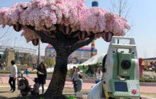 Entretenimiento ¡Qué bonito! LEGO creó el árbol de cerezos más grande del mundo