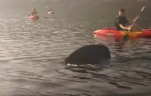 ¡¿Qué clase de película de JAWS es esta?! Un tiburón le metió tremendo susto a unos kayakistas