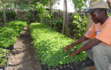 Iniciativa ecológica que anima a plantar árboles para concienciar sobre el impacto del cambio climático