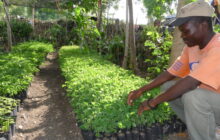 Iniciativa ecológica que anima a plantar árboles para concienciar sobre el impacto del cambio climático
